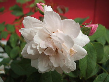 ブラッシュノアゼット