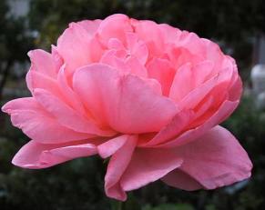 名もなくうつくしく