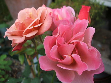 ラベンダー・ピノキオ