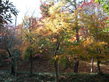 CIMG5039_1_1.JPG