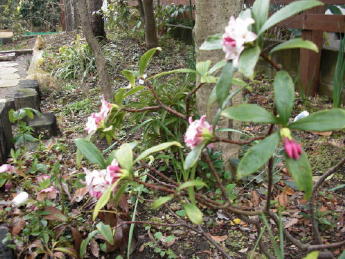 CIMG2993_1_1_1_1_1_1.JPG