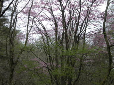 CIMG3728_1_1.JPG