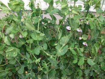 CIMG2997_1_1_1_1_1_1.JPG