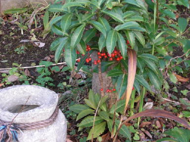 CIMG8249_1_1.JPG