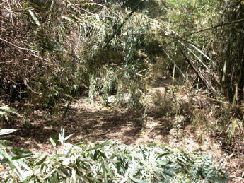 CIMG3084_1_1_1_1_1_1.JPG