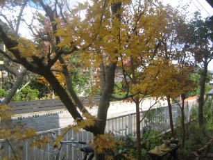 IMG_8200_1_1.JPG