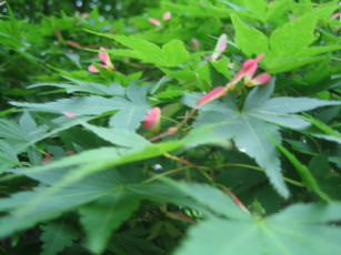 IMG_6140_1_1.JPG