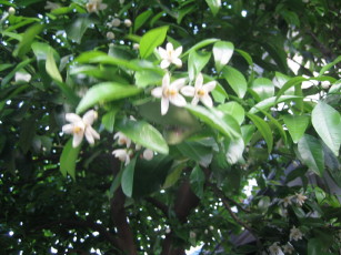 IMG_6141_1_1.JPG