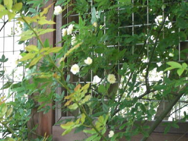 CIMG3507_1_1.JPG