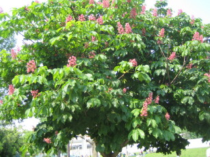 IMG_6150_1_1.JPG