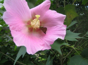 芙蓉に蝶
