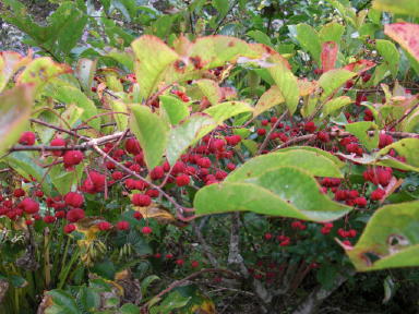 CIMG4450_1_1.JPG