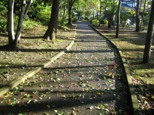 木の影