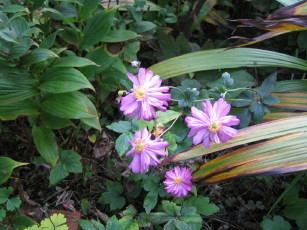 シュウメイ菊