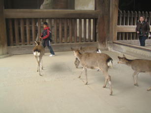 IMG_8529_1_1.JPG