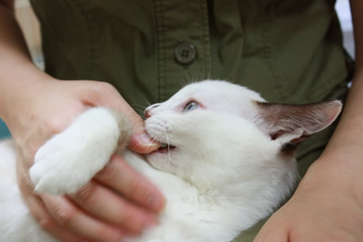 あまがみみゆちゃん