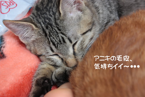 純真無垢なキジ太