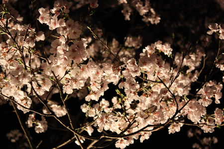 こちらは兼六園の夜桜