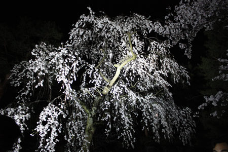 お気に入りのしだれ桜
