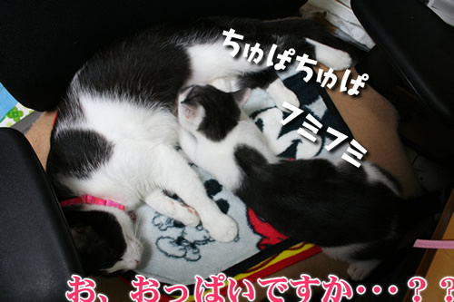 出ない乳を吸う