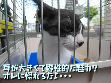 大きな耳が自慢の男前