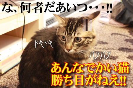 いや、猫じゃないです。