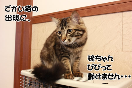 ストーブの上で固まる桃ちん。