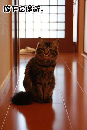 廊下に退避せよ