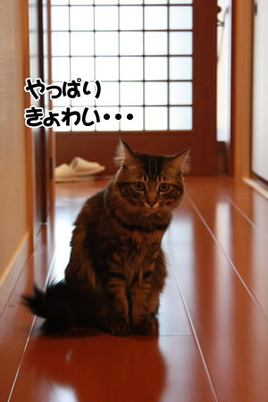 耳毛がボーボーに