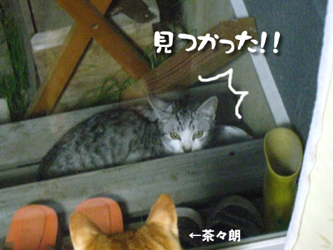 またしても仔猫！