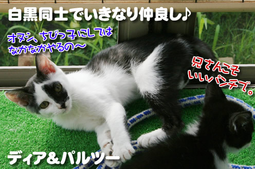 ディアとパルツー