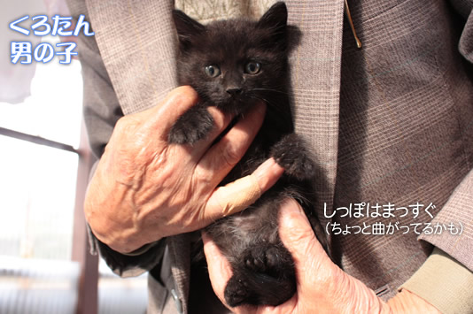 縁起の良い黒猫くろたん