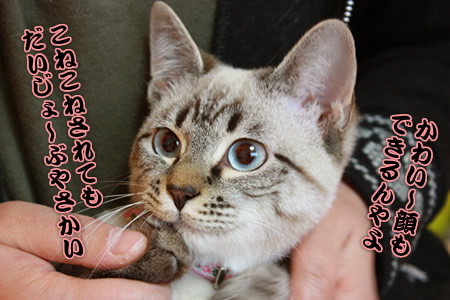 こねこねされて愛らしさをアピール