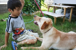 保護犬ななこ。