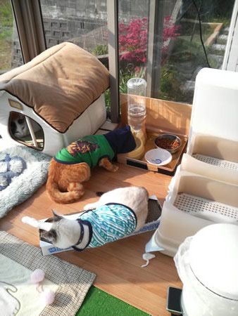 覆面の不審猫現れるし・・・