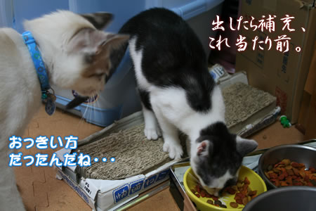 出したら食う！食ったら出す！