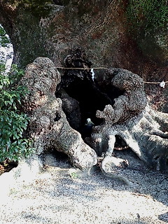 御神木－２