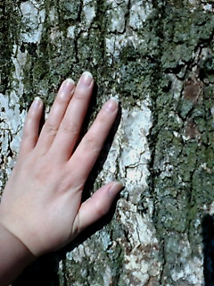青柳神社の木です＾＾暖かいのｖ