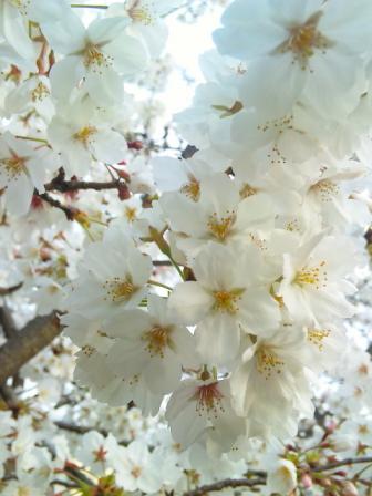 桜・アップ