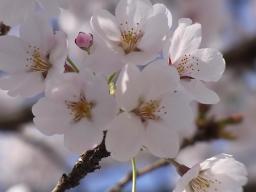 sakura