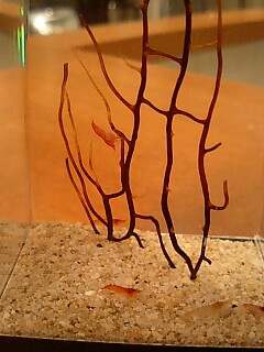 スカーレットシュリンプ２