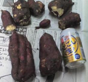 バカデカさつまいもと大量のナスビ