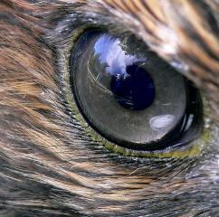 鷹の目。