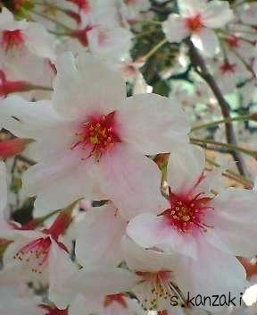 sakura