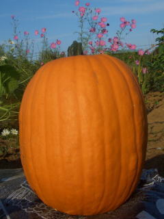 haloween_punpkin_shukaku_2.jpg