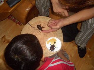 kabuto06.jpg