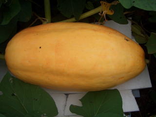 atlantic_giant_060827.jpg