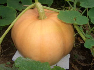 giant_kabotya_060827.jpg