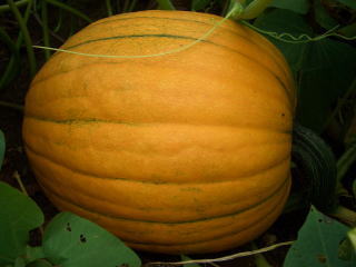 Jack_O_Lantern060827.jpg