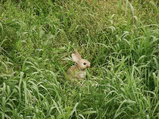 野ウサギ